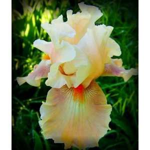  Going Home Tall Bearded Iris Rhizome Iridaceae 1 Bulb 